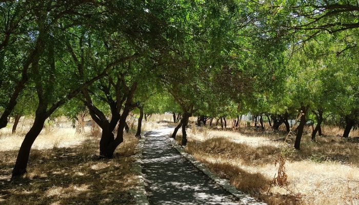 גן לאומי תל קדש – תל קדס