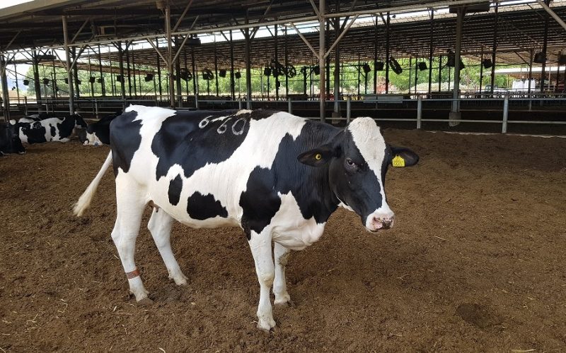 סיורים ברפתות - משק קורלנדר