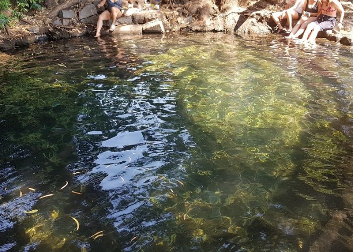 עין אמפי עין אקליפטוס מעיין צלול ברמת הגולן