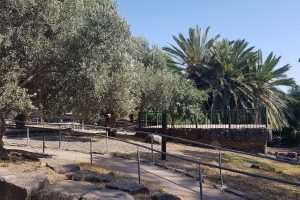 יער מבוא חמה ועין תאופיק (עין עקוב) – פארק מטיילים ומעיין זורם