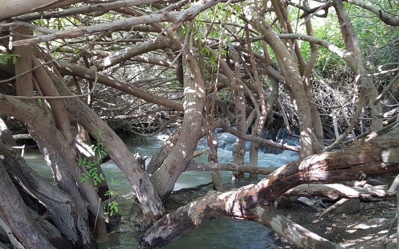 המפלים הלבנים עמק המעיינות