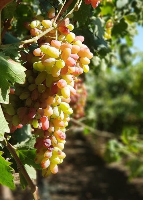 כרם רמון – כרם בלב מדבר