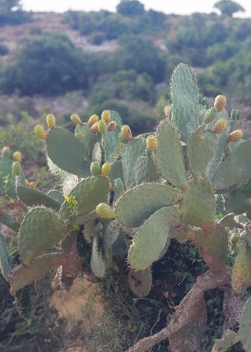 עין קדם טירת כרמל