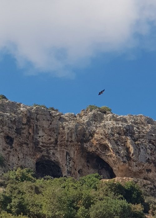 עין קדם טירת כרמל
