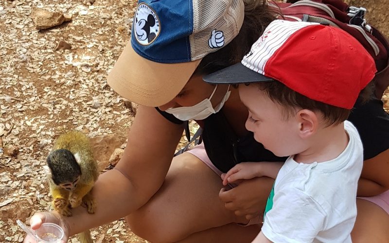 יער הקופים ביודפת