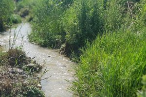 עין אביאל - נחל תנינים