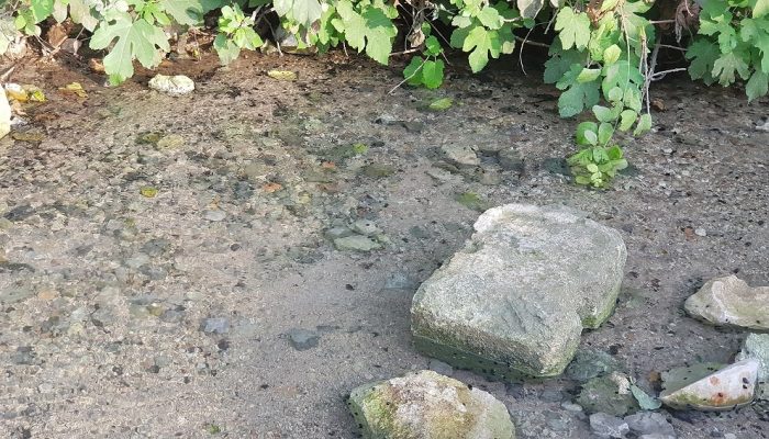 עינות ציפורי – מעיין צלול ומרענן שכדאי לכם להכיר