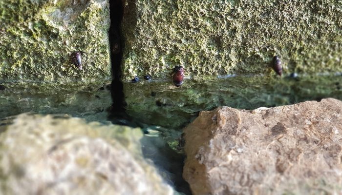 עינות ציפורי – מעיין צלול ומרענן שכדאי לכם להכיר