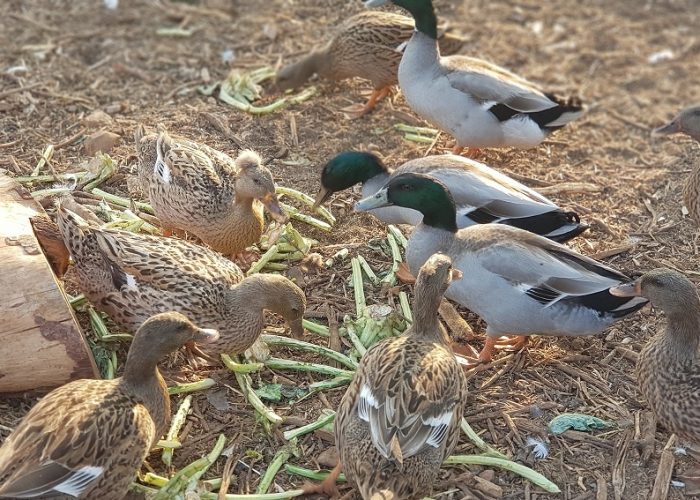 חוות הנדיב ברמת הנדיב – זכרון יעקב