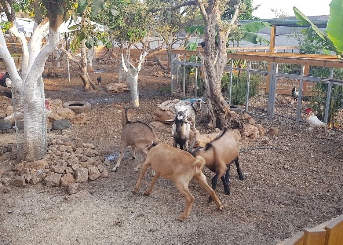חוות הנדיב ברמת הנדיב – זכרון יעקב