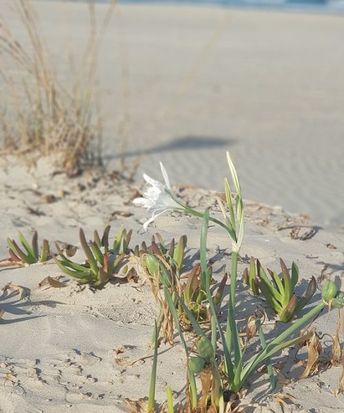 איפה מטיילים בסתיו – פריחת החצב, ציפורים נודדות והשלכת!
