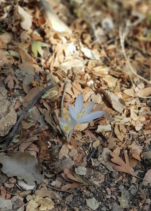 שביל הפסגה הר מירון