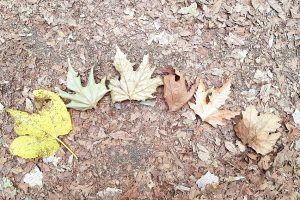 שמורת הטבע הבניאס נחל חרמון - מעיינות