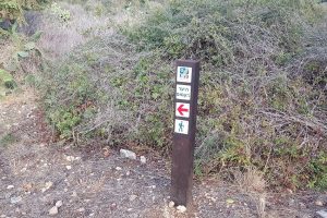 שביל היער הקסום ביער עופר – יער חוף הכרמל