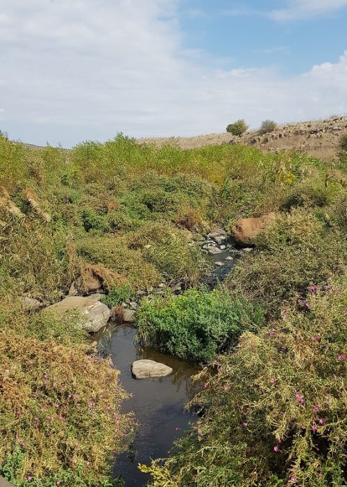 שמורת הטבע גמלא