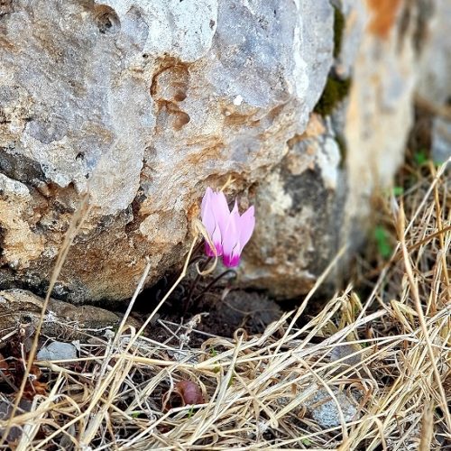 רקפות בנחל מערות