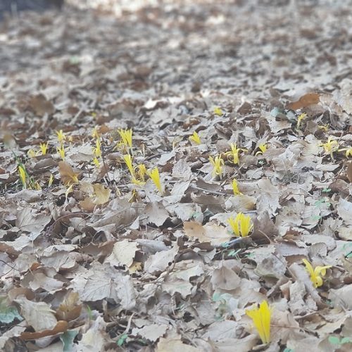 חלמוניות זעירות בגן המייסדים