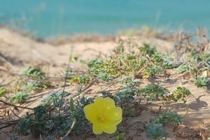 גן לאומי חוף השרון