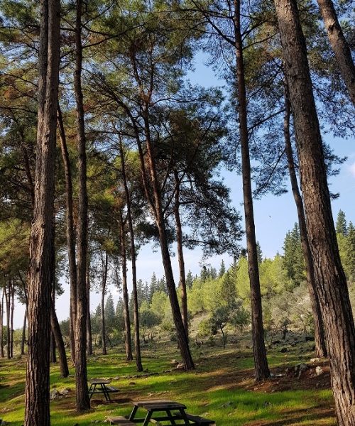 יער קרן הכרמל – שביל המערות וחורבת חרמש