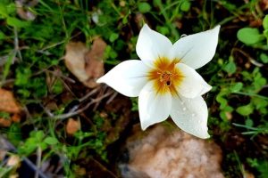יער קרן הכרמל – שביל המערות וחורבת חרמש