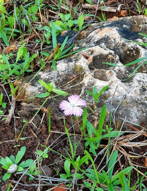 יער קרן הכרמל – שביל המערות וחורבת חרמש