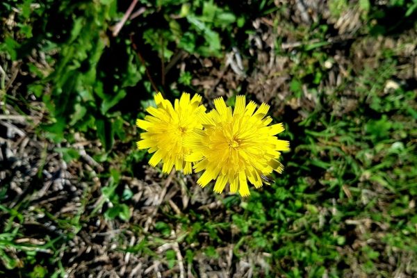 מסלול בחורשת הארבעים ומצוקי הארבעים – פארק הכרמל