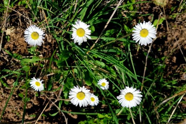 מסלול בחורשת הארבעים ומצוקי הארבעים – פארק הכרמל