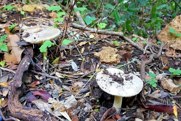 מסלול בחורשת הארבעים ומצוקי הארבעים – פארק הכרמל