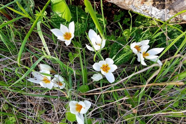 מסלול בחורשת הארבעים ומצוקי הארבעים – פארק הכרמל