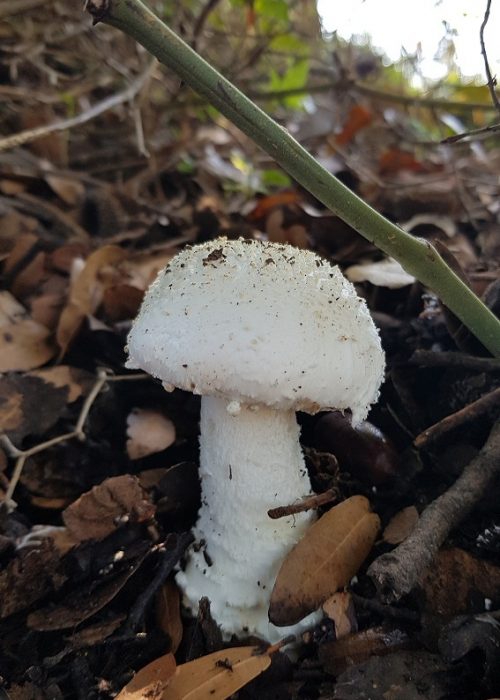 מסלול לחורבת רקית ותצפית הר שוקף – גן לאומי פארק הכרמל