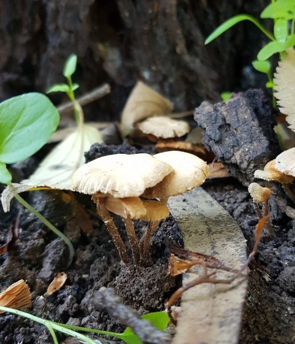 מסלול נחל גחר עליון בפארק רמת מנשה