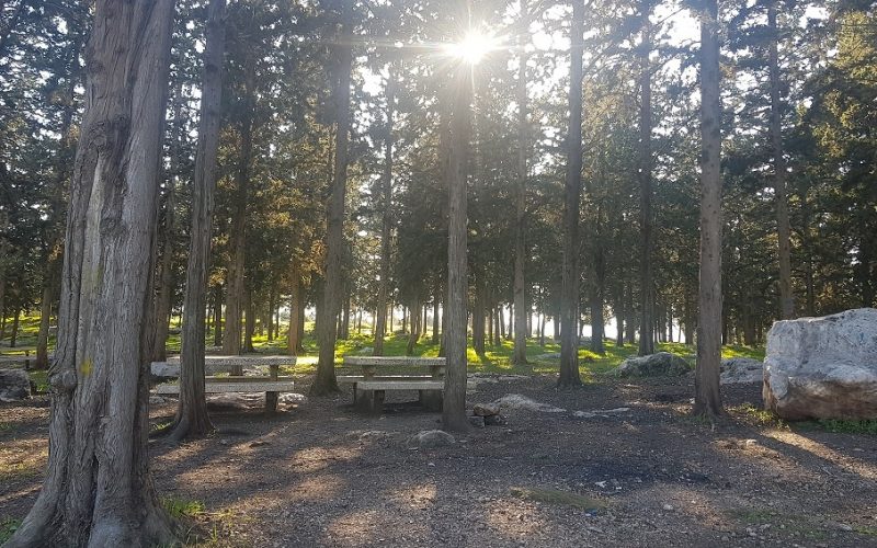 דרך נוף יערות ציפורי – דרך נוף יער קרית אתא