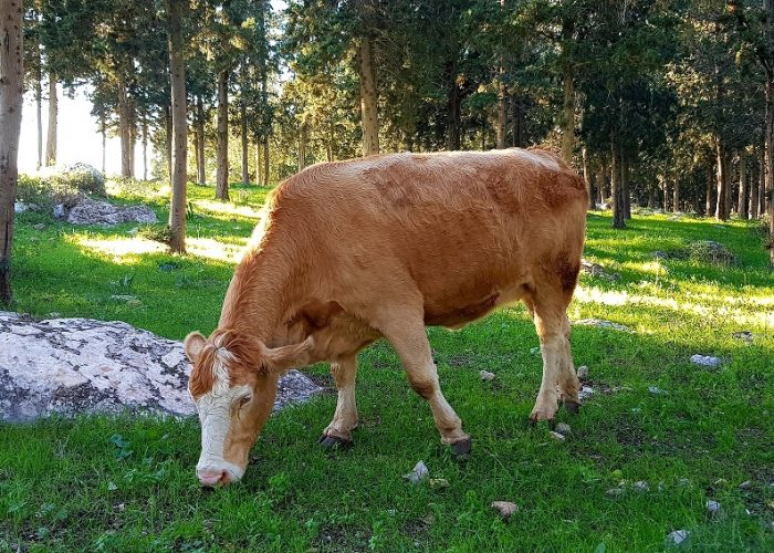 דרך נוף יערות ציפורי – דרך נוף יער קרית אתא