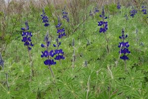 6 מקומות שתוכלו לראות את פריחת התורמוסים בטבע