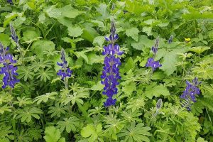 6 מקומות שתוכלו לראות את פריחת התורמוסים בטבע