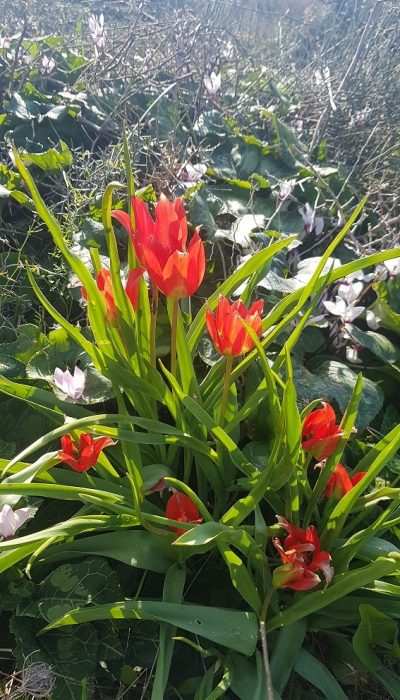 גבעת הפרחים בין מעגן מיכאל לפארק הדייג מעיין הצבי – רכס כורכר