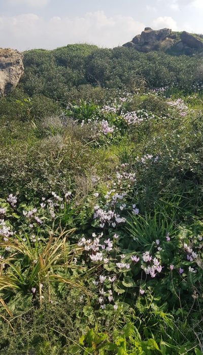 גבעת הפרחים בין מעגן מיכאל לפארק הדייג מעיין הצבי – רכס כורכר