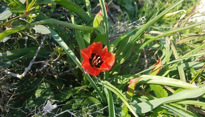 גבעת הפרחים בין מעגן מיכאל לפארק הדייג מעיין הצבי – רכס כורכר