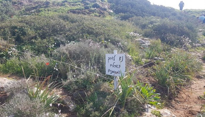 גבעת הפרחים בין מעגן מיכאל לפארק הדייג מעיין הצבי – רכס כורכר