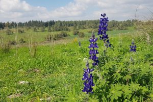 חורשת נילי קאפמן – חורשת בילו ברמות מנשה