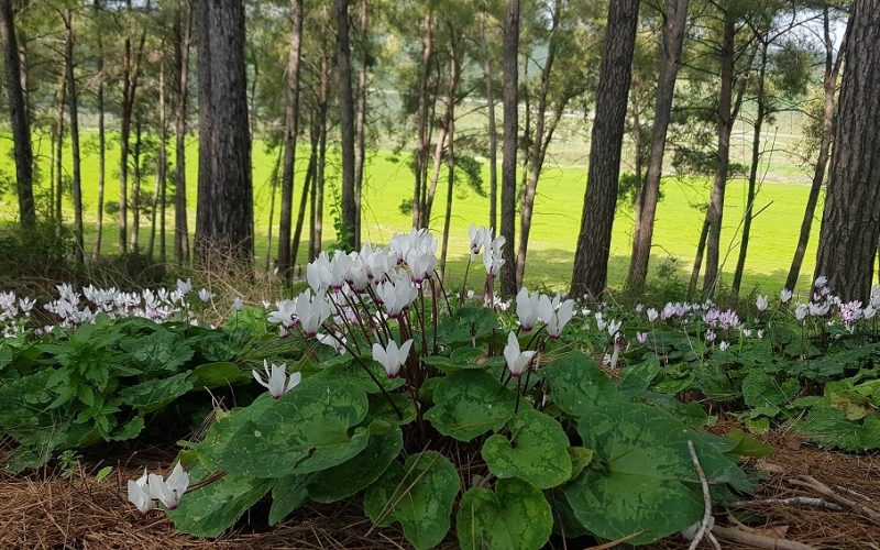 גבעת הרקפות רמות מנשה