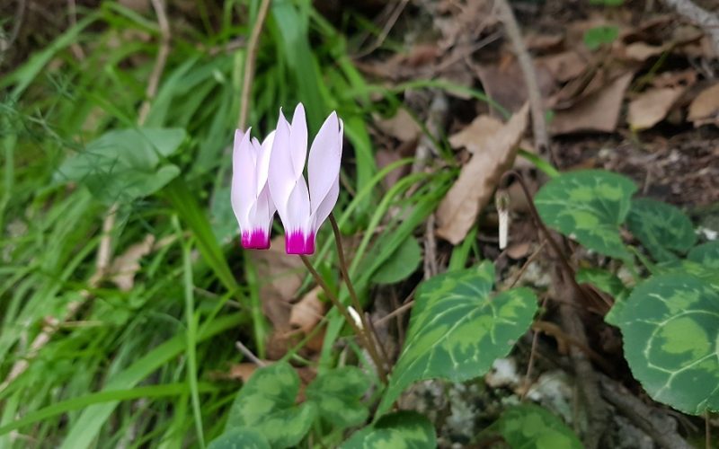 שביל אילן – אתר הנצחה לזכר אילן גבאי