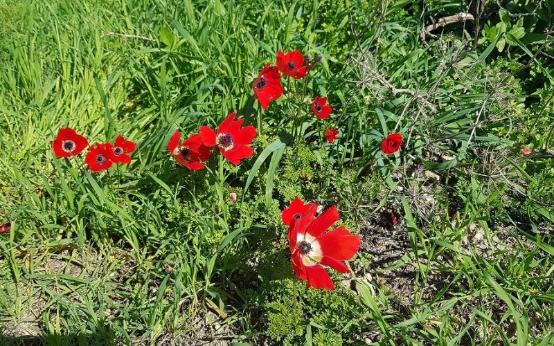 גן לאומי תל לכיש