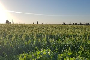 דרך נוף יער ניר משה – דרך פרשי היאומנרי