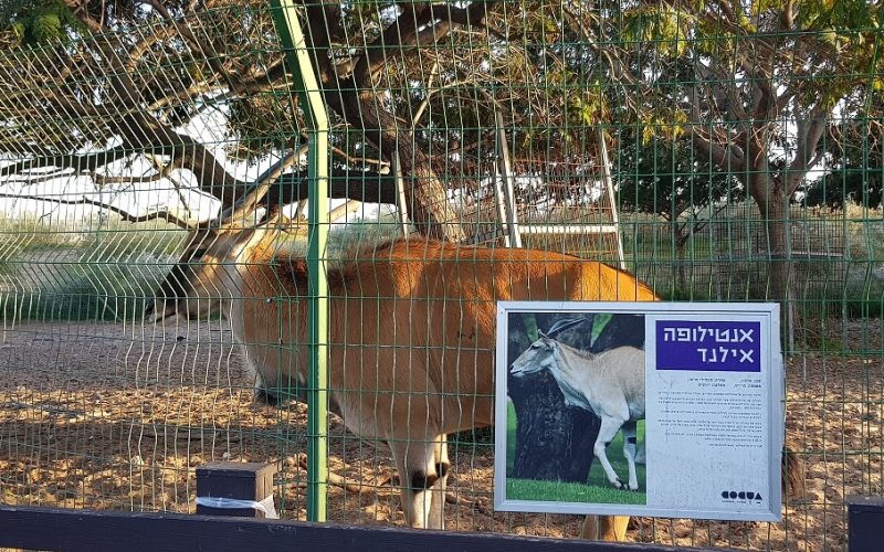 פארק נחל לכיש באשדוד – טבע, חיות ושעשועים והכל בחינם