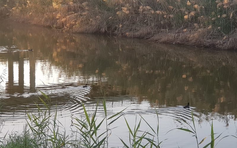 פארק נחל לכיש באשדוד – טבע, חיות ושעשועים והכל בחינם