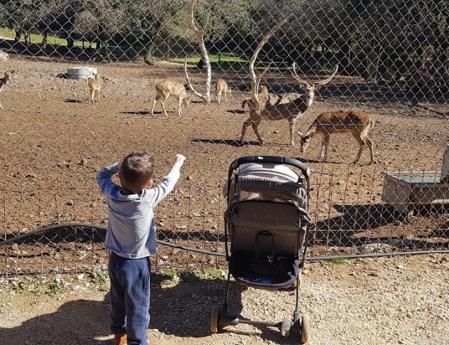 יער האיילים - באודם שבצפון רמת הגולן