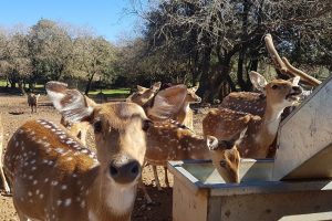 יער האיילים - באודם שבצפון רמת הגולן