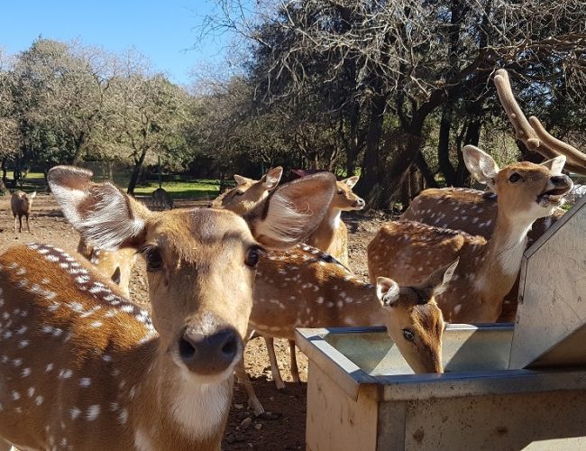 יער האיילים - באודם שבצפון רמת הגולן