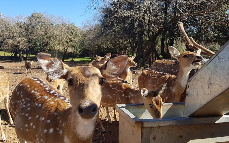 יער האיילים - באודם שבצפון רמת הגולן